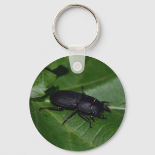 Chaveiro Dorcus parallelipipedus , o escaravelho inferior