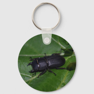 Chaveiro Dorcus parallelipipedus , o escaravelho inferior