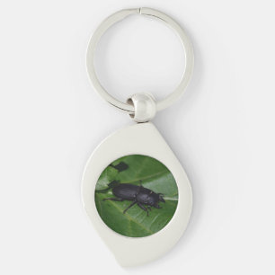 Chaveiro Dorcus parallelipipedus , o escaravelho inferior