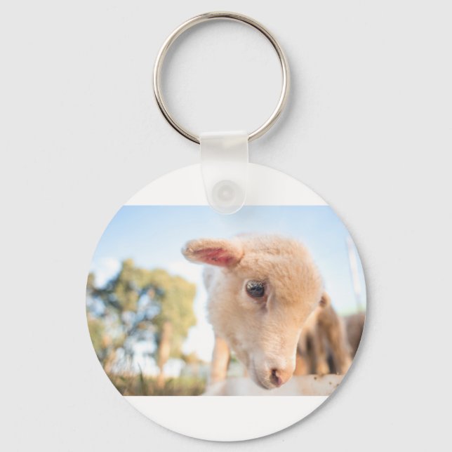 CHAVEIRO _DSC2491 (Frente)