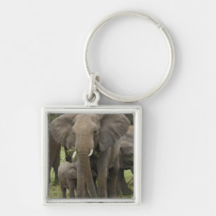 Chaveiro Elefante Africano   Herd