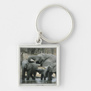 Chaveiro Elefante-africano, (Loxodonta africana), bebendo