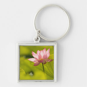 Chaveiro Estados Unidos, DC, Washington, Kenilworth 2