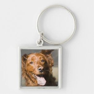 Chaveiro Este cão é retriever. dourado da parte