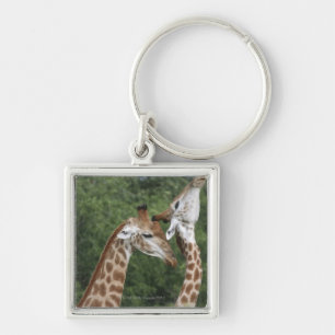 Chaveiro Estiramento de dois girafas (camelopardalis do