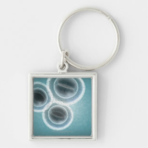 Chaveiro Estrutura de MRSA