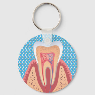 CHAVEIRO ESTRUTURA DO TOOTH