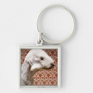 Chaveiro Estúdio disparado de Bedlington Terrier