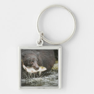 Chaveiro EUA, Alasca, Anan Creek. Close-Up de Urso Preto