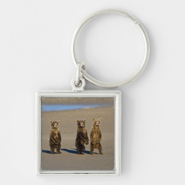 Chaveiro EUA. Alasca. Filhotes de Urso Pardo Costeiro (Frente)