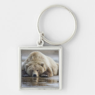Chaveiro EUA, Alasca, Parque Nacional Katmai, Urso Pardo