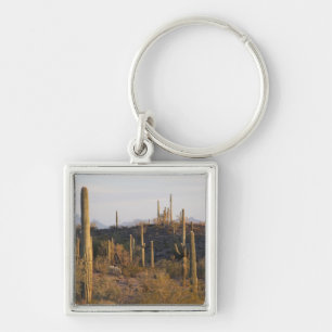Chaveiro EUA, Arizona, Deserto de Sonora, Ajo, Ajo 2