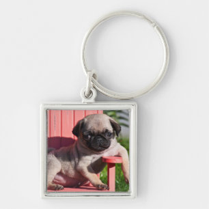Chaveiro EUA, Califórnia. Pug Filhote Desleixado