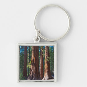 Chaveiro EUA, Califórnia. Troncos de Árvores Redwood, Marip