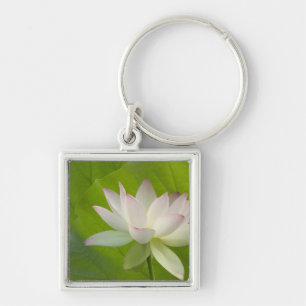 Chaveiro EUA, DC, Washington, Kenilworth Aquatic