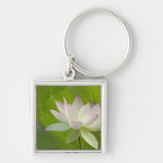 Chaveiro EUA, DC, Washington, Kenilworth Aquatic (Frente)