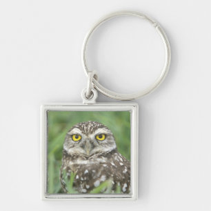 Chaveiro EUA, Florida, coral do cabo, Burrowing a coruja