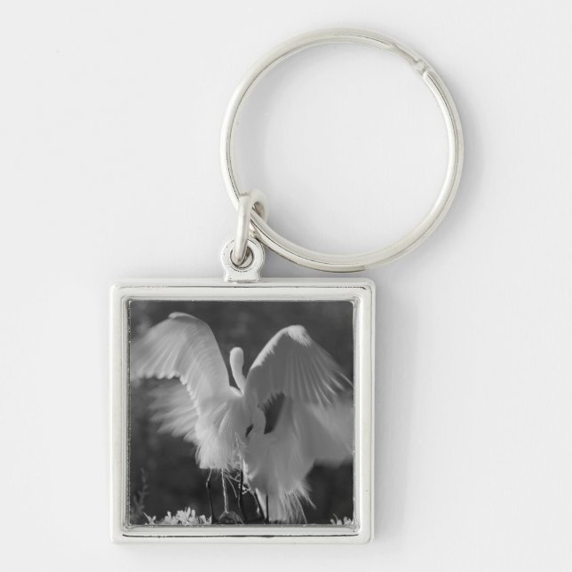 Chaveiro EUA, Flórida, Excelente Egret (Ardea alba) infrave (Frente)