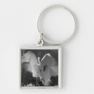 Chaveiro EUA, Flórida, Garça-branca-grande (Ardea alba) inf