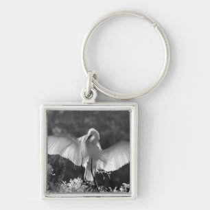Chaveiro EUA, Flórida, Garça-branca-grande (Ardea alba) inf