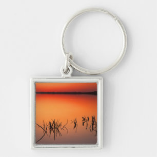 Chaveiro EUA, Flórida. Silhuetas de galhos de árvores morta
