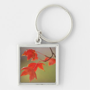 Chaveiro EUA, Kansas, Folhas Vermelhas Em Queda Inicial