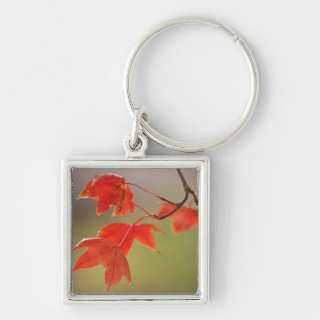 Chaveiro EUA, Kansas, Folhas Vermelhas Em Queda Inicial (Frente)