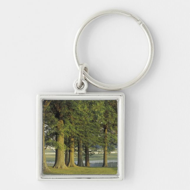 Chaveiro EUA, Kentucky, Lexington. Linha de árvores e (Frente)