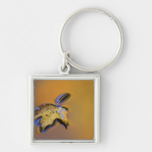 Chaveiro EUA, Michigan, Maple Folha flutuando na água