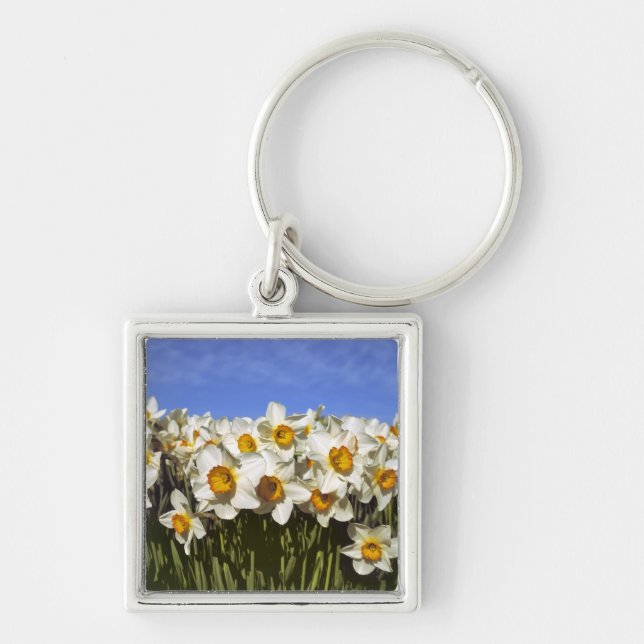 Chaveiro EUA, Oregon, Vale Willamette. Os narcisos crescem (Frente)