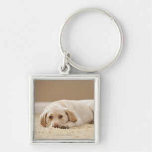Chaveiro EUA, Utá, Lehi, retrato de Labrador amarelo