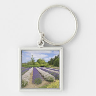 Chaveiro EUA, WA, Sequim, Purple Haze Lavender Farm