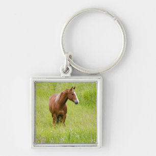 Chaveiro EUA, Washington, Cavalo em Campo de Primavera,