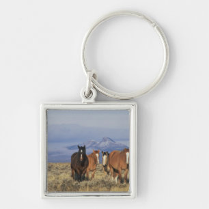 Chaveiro EUA, Wyoming, perto de Cody Grupo de cavalos