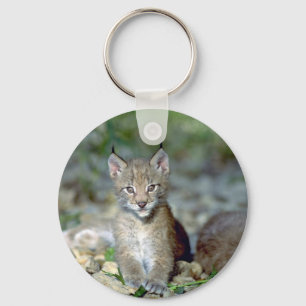 Chaveiro Eurasiático lince, gatinho