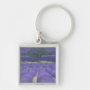 Chaveiro Europa, França, Provença, Sault, Campos de lavanda