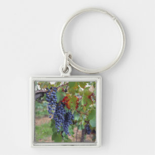 Chaveiro Europa, França, Roussillon. Vinhas, com