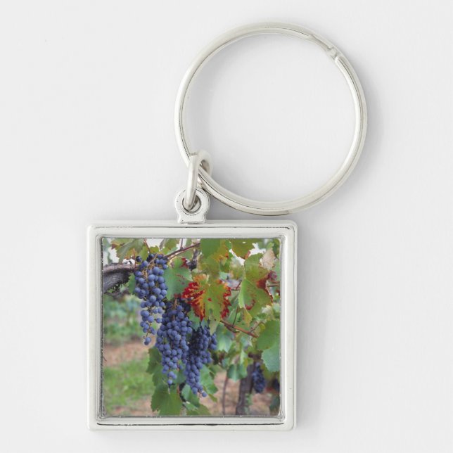 Chaveiro Europa, França, Roussillon. Vinhas, com (Frente)