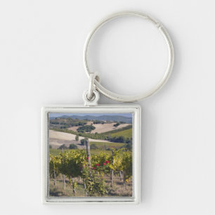 Chaveiro Europa, Itália, Úmbria, perto de Montefalco, Vinha