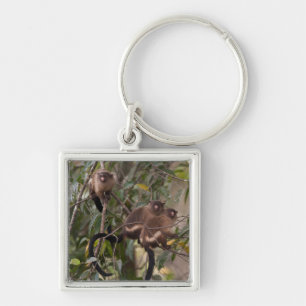 Chaveiro Família de macacos marmosets