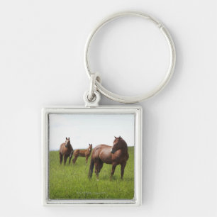Chaveiro Família do cavalo no campo