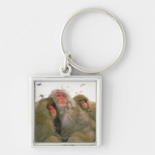 Chaveiro Família do macaque japonês, Jigokudani,