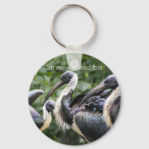 Chaveiro Faz você jardim zoológico? íbis Palha-necked