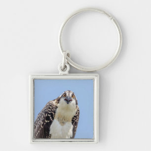 Chaveiro Fechamento de um Osprey Juvenil