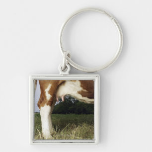 Chaveiro Feche acima da vaca na paisagem rural