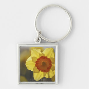 Chaveiro Feche acima Daffodil amarelo/alaranjado