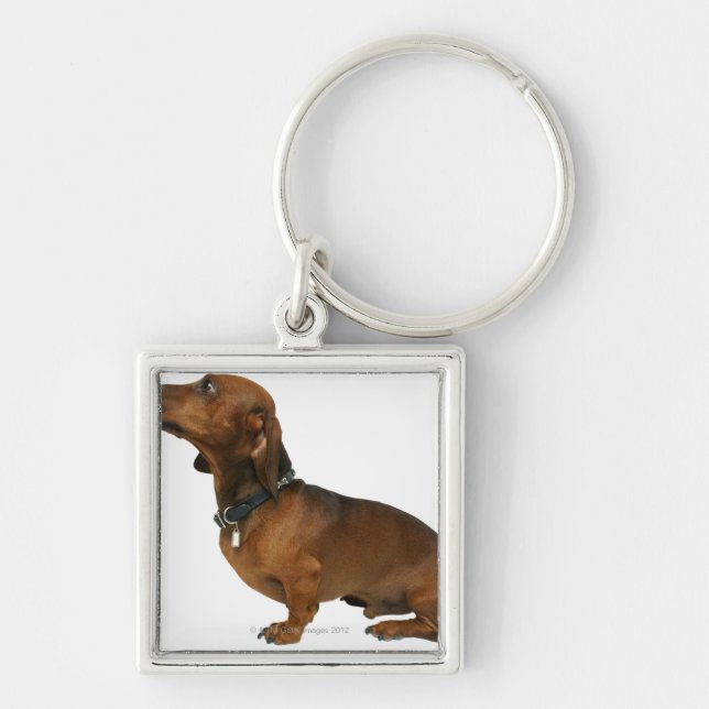 Chaveiro Feche acima de um dachshund (Frente)