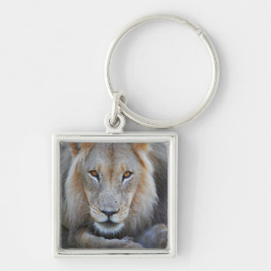 Chaveiro feche acima de um leão masculino, Panthera leo,