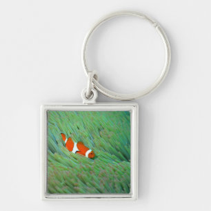 Chaveiro Feche acima de um peixe de anêmona do palhaço,