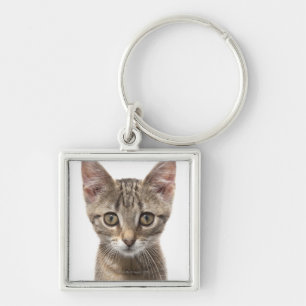 Chaveiro Feche acima do retrato de um gatinho